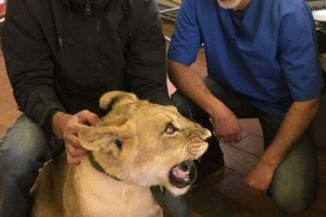 Lionz mayy se skriva od agencija za provedbu zakona